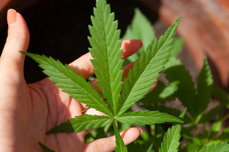 Canapa e Cannabis